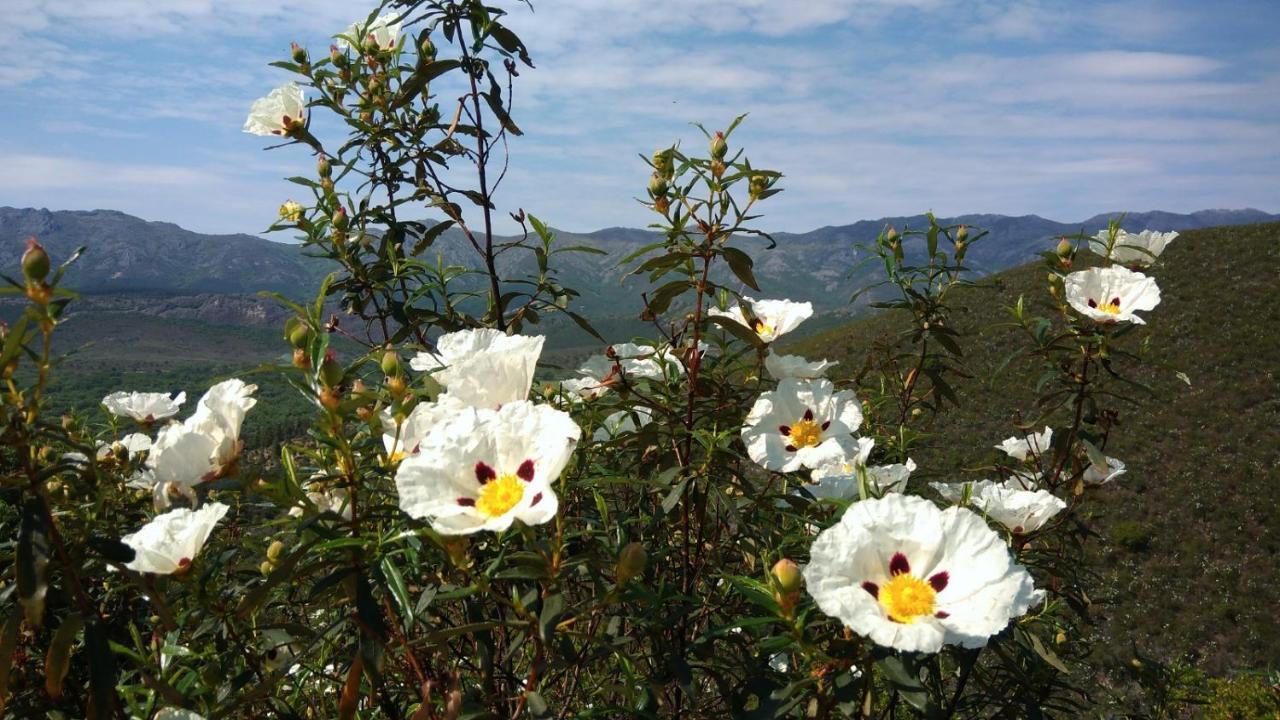 La Colmena Del Geoparque Tr -cc 00489 Séjour à la campagne Navatrasierra